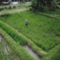 INDEF dan Guru Besar IPB Kasih Masukan ke Kementan Soal Pupuk Subsidi
