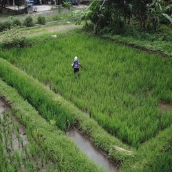 INDEF dan Guru Besar IPB Kasih Masukan ke Kementan Soal Pupuk Subsidi