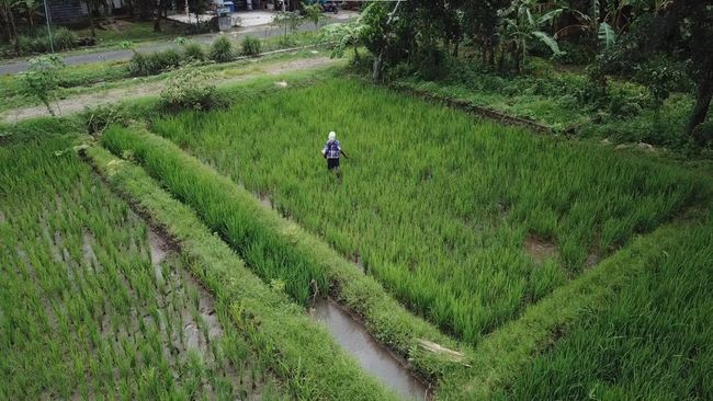 INDEF dan Guru Besar IPB Kasih Masukan ke Kementan Soal Pupuk Subsidi