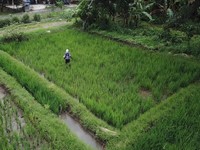 INDEF dan Guru Besar IPB Kasih Masukan ke Kementan Soal Pupuk Subsidi