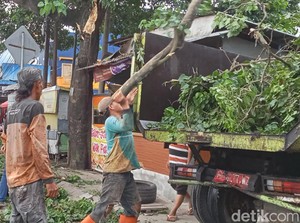 Angin Kencang di Palembang Sebabkan Pohon Timpa Fortuner Saat Jalan Macet