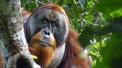 Ilmuwan Takjub Orang Utan Sumatra Obati Lukanya Sendiri 