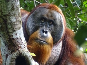 Takjubnya Peneliti Lihat Orang Utan Sumatra Obati Diri Sendiri