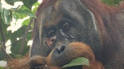 Peneliti Takjub Lihat Orangutan Obati Luka dengan Tumbuhan Akar Kuning