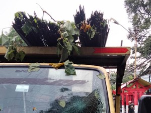 Hujan Disertai Angin Kencang, Pohon Tumbang Timpa Mobil di Ciawi Bogor