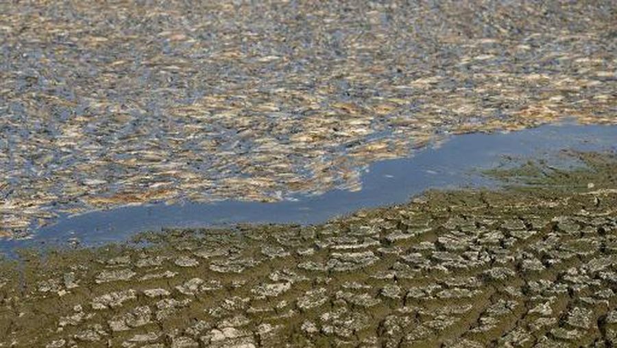 Ratusan ribu ikan di provinsi Dong Nai, Vietnam selatan mati akibat gelombang panas ekstrem dan gagalnya pengelolaan waduk. (AFP)