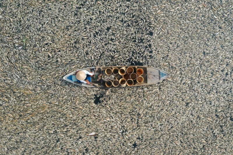 Ratusan ribu ikan di provinsi Dong Nai, Vietnam selatan mati akibat gelombang panas ekstrem dan gagalnya pengelolaan waduk. (AFP)