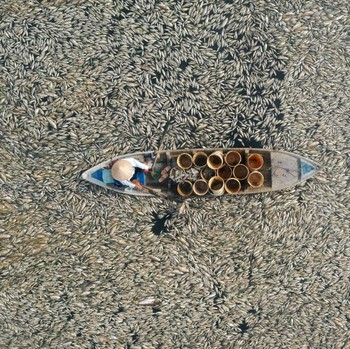 'Neraka' Bocor Hantam Tetangga RI, Ratusan Ribu Ikan Mati