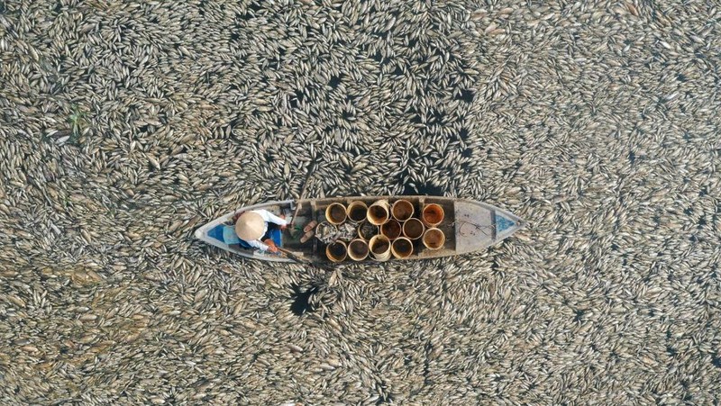 Ratusan ribu ikan di provinsi Dong Nai, Vietnam selatan mati akibat gelombang panas ekstrem dan gagalnya pengelolaan waduk. (AFP)