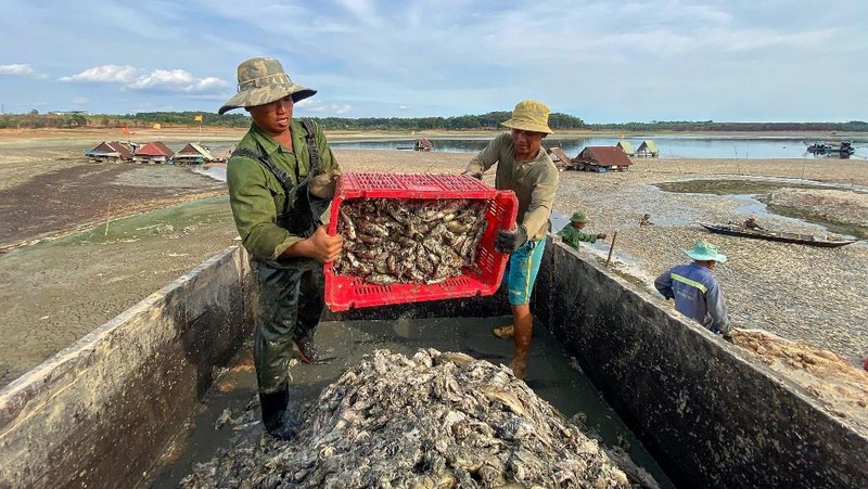 Ratusan ribu ikan di provinsi Dong Nai, Vietnam selatan mati akibat gelombang panas ekstrem dan gagalnya pengelolaan waduk. (AFP)