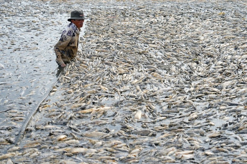 Ratusan ribu ikan di provinsi Dong Nai, Vietnam selatan mati akibat gelombang panas ekstrem dan gagalnya pengelolaan waduk. (AFP)