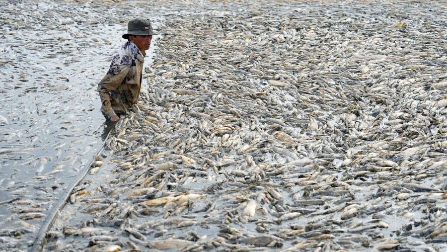 Ratusan ribu ikan di provinsi Dong Nai, Vietnam selatan mati akibat gelombang panas ekstrem dan gagalnya pengelolaan waduk. (AFP)
