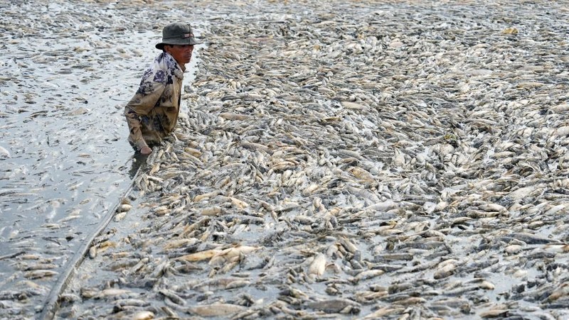 Ratusan ribu ikan di provinsi Dong Nai, Vietnam selatan mati akibat gelombang panas ekstrem dan gagalnya pengelolaan waduk. (AFP)