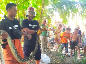Ular Sanca 2,5 Meter Ditangkap Saat Makan Ayam Warga Gulon Bantul