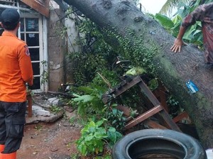Pohon Tumbang Timpa Rumah di Ciriung Bogor, 1 Warga Terluka