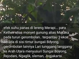 Beredar Kabar Monyet Ekor Panjang Merapi Turun ke Permukiman, Ini Kata TNGM
