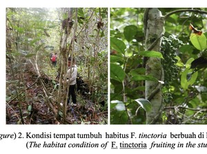Tanaman Akar Kuning: Ciri-ciri, Habitat, dan Aneka Manfaatnya