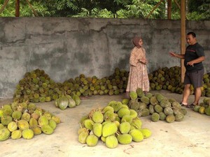 Jadi Surga Durian, Ini Pesona Desa Wisata Durensari Trenggalek