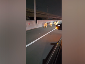 Penampakan Belasan Kambing Berlarian di Tol MBZ Gegara Mobil Pikap Pecah Ban
