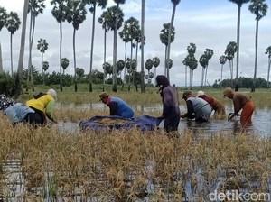 500 Hektare Sawah di Bone Gagal Panen gegara Terendam Banjir