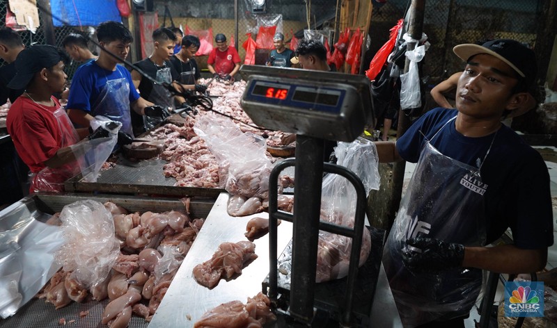 Pekerja memilah potongan ayam untuk dimasukkan ke dalam plastik kemasan di Rumah Potong Hewan (RPH) Unggas, Pasar Minggu, Jakarta Selatan, Selasa (7/5/2024). (CNBC Indonesia/Muhammad Sabki)