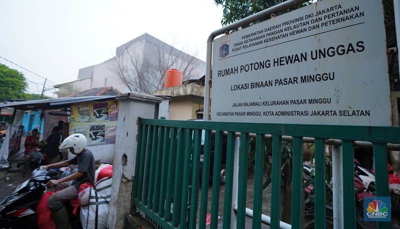 Pekerja memilah potongan ayam untuk dimasukkan ke dalam plastik kemasan di Rumah Potong Hewan (RPH) Unggas, Pasar Minggu, Jakarta Selatan, Selasa (7/5/2024). Pekerja memilah potongan ayam untuk dimasukkan ke dalam plastik kemasan di Rumah Potong Hewan (RPH) Unggas, Pasar Minggu, Jakarta Selatan, Selasa (7/5/2024). (CNBC Indonesia/Muhammad Sabki)