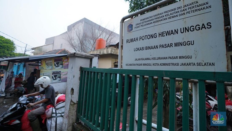 Pekerja memilah potongan ayam untuk dimasukkan ke dalam plastik kemasan di Rumah Potong Hewan (RPH) Unggas, Pasar Minggu, Jakarta Selatan, Selasa (7/5/2024). (CNBC Indonesia/Muhammad Sabki)
