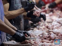 Arab Larang Impor Unggas-Telur, Kementan RI Buka Suara