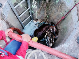 Detik-detik Penyelamatan Sapi Kurban dari Dalam Sumur