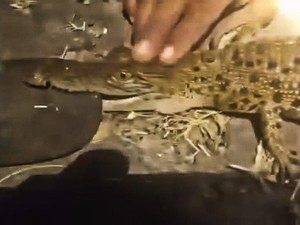 Sempat Mengira Biawak, Pencari Ikan di Madiun Kaget Ternyata Tangkap Buaya
