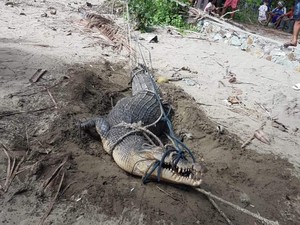 3 Buaya Kerap Terlihat di Pantai Bolmong, 1 Dievakuasi BKSDA ke Penangkaran