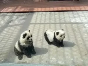 Di Kebun Binatang Ini Anjing Disulap Jadi Panda