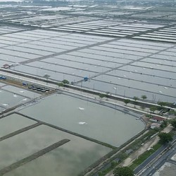 Jokowi Bareng Trenggono Resmikan Tambak Ikan Nila di Karawang Hari ini