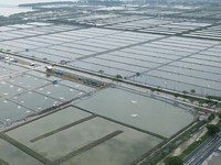 Jokowi Bareng Trenggono Resmikan Tambak Ikan Nila di Karawang Hari ini