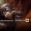 Video: Malaysia Gunakan Orangutan Sebagai Alat Diplomasi Kelapa Sawit