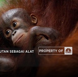 Video: Malaysia Gunakan Orangutan Sebagai Alat Diplomasi Kelapa Sawit