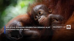 Video: Malaysia Gunakan Orangutan Sebagai Alat Diplomasi Kelapa Sawit