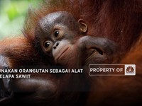 Video: Malaysia Gunakan Orangutan Sebagai Alat Diplomasi Kelapa Sawit