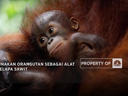 Video: Malaysia Gunakan Orangutan Sebagai Alat Diplomasi Kelapa Sawit