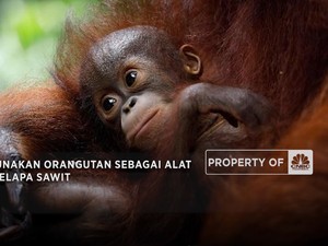 Video: Malaysia Gunakan Orangutan Sebagai Alat Diplomasi Kelapa Sawit