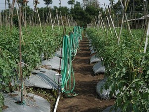 Sumedang Jadi Pilot Project HDDAP, Siap Kembangkan Komoditas Cabai