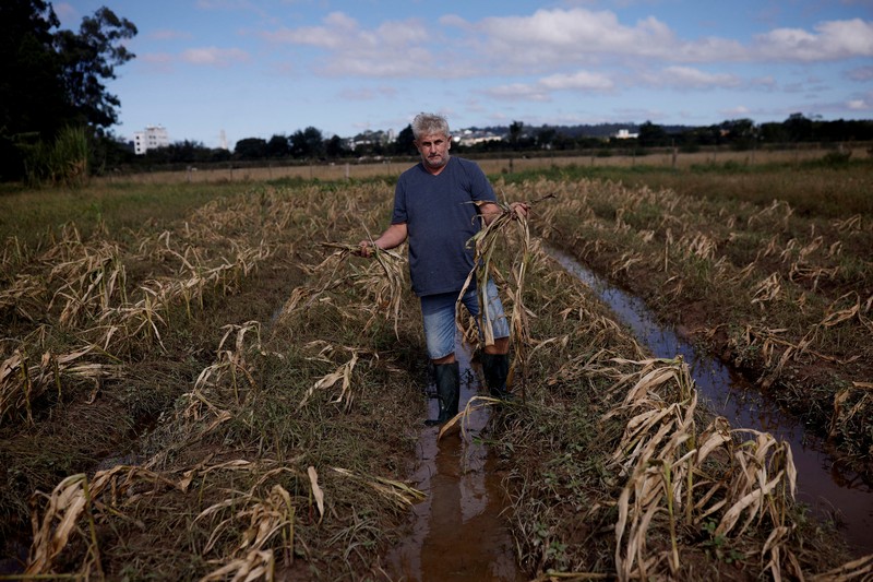 Ademilson Tarditti, 55 tahun berpose sambil memegang jagung busuk yang hilang di perkebunannya yang hancur akibat banjir di Guaiba, negara bagian Rio Grande do Sul, Brasil, 9 Mei 2024. Ademilson Tarditti, 55 tahun berpose sambil memegang jagung busuk yang hilang di perkebunannya yang hancur akibat banjir di Guaiba, negara bagian Rio Grande do Sul, Brasil, 9 Mei 2024. (REUTERS/Amanda Perobelli)