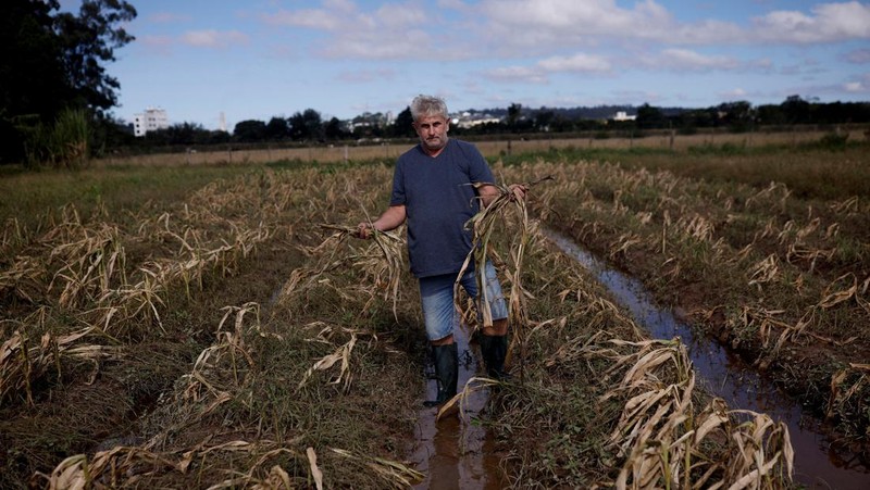 Ademilson Tarditti, 55 tahun berpose sambil memegang jagung busuk yang hilang di perkebunannya yang hancur akibat banjir di Guaiba, negara bagian Rio Grande do Sul, Brasil, 9 Mei 2024. (REUTERS/Amanda Perobelli)