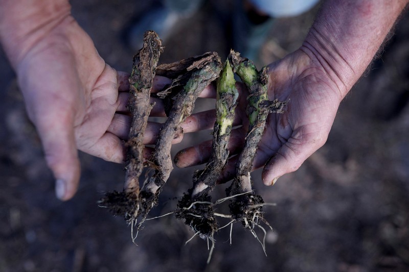 Ademilson Tarditti, 55 tahun berpose sambil memegang jagung busuk yang hilang di perkebunannya yang hancur akibat banjir di Guaiba, negara bagian Rio Grande do Sul, Brasil, 9 Mei 2024. (REUTERS/Amanda Perobelli)