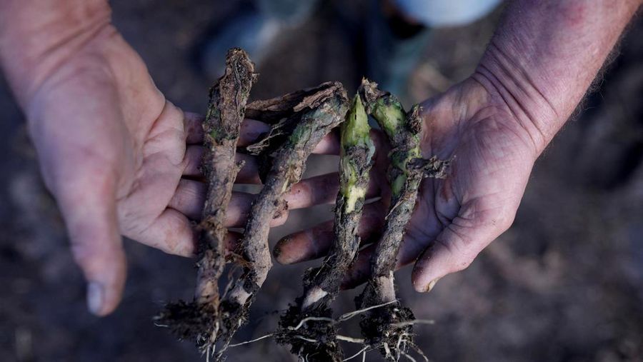 Ademilson Tarditti, 55 tahun berpose sambil memegang jagung busuk yang hilang di perkebunannya yang hancur akibat banjir di Guaiba, negara bagian Rio Grande do Sul, Brasil, 9 Mei 2024. (REUTERS/Amanda Perobelli)