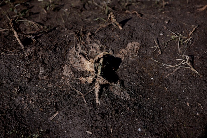Ademilson Tarditti, 55 tahun berpose sambil memegang jagung busuk yang hilang di perkebunannya yang hancur akibat banjir di Guaiba, negara bagian Rio Grande do Sul, Brasil, 9 Mei 2024. (REUTERS/Amanda Perobelli)