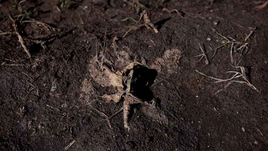 Ademilson Tarditti, 55 tahun berpose sambil memegang jagung busuk yang hilang di perkebunannya yang hancur akibat banjir di Guaiba, negara bagian Rio Grande do Sul, Brasil, 9 Mei 2024. (REUTERS/Amanda Perobelli)