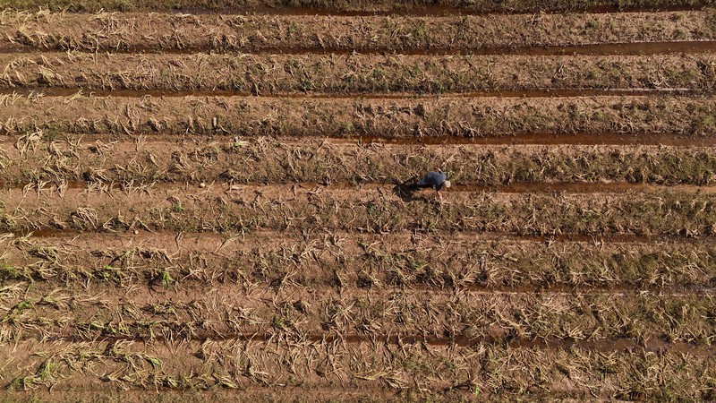 Ademilson Tarditti, 55 tahun berpose sambil memegang jagung busuk yang hilang di perkebunannya yang hancur akibat banjir di Guaiba, negara bagian Rio Grande do Sul, Brasil, 9 Mei 2024. Ademilson Tarditti, 55 tahun berpose sambil memegang jagung busuk yang hilang di perkebunannya yang hancur akibat banjir di Guaiba, negara bagian Rio Grande do Sul, Brasil, 9 Mei 2024. (REUTERS/Amanda Perobelli)