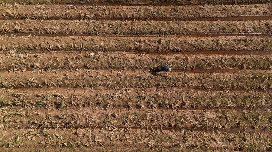 Ademilson Tarditti, 55 tahun berpose sambil memegang jagung busuk yang hilang di perkebunannya yang hancur akibat banjir di Guaiba, negara bagian Rio Grande do Sul, Brasil, 9 Mei 2024. (REUTERS/Amanda Perobelli)