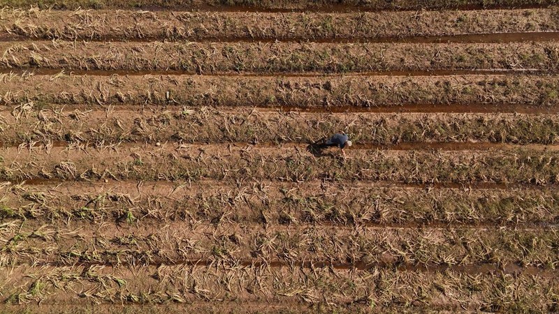 Ademilson Tarditti, 55 tahun berpose sambil memegang jagung busuk yang hilang di perkebunannya yang hancur akibat banjir di Guaiba, negara bagian Rio Grande do Sul, Brasil, 9 Mei 2024. (REUTERS/Amanda Perobelli)